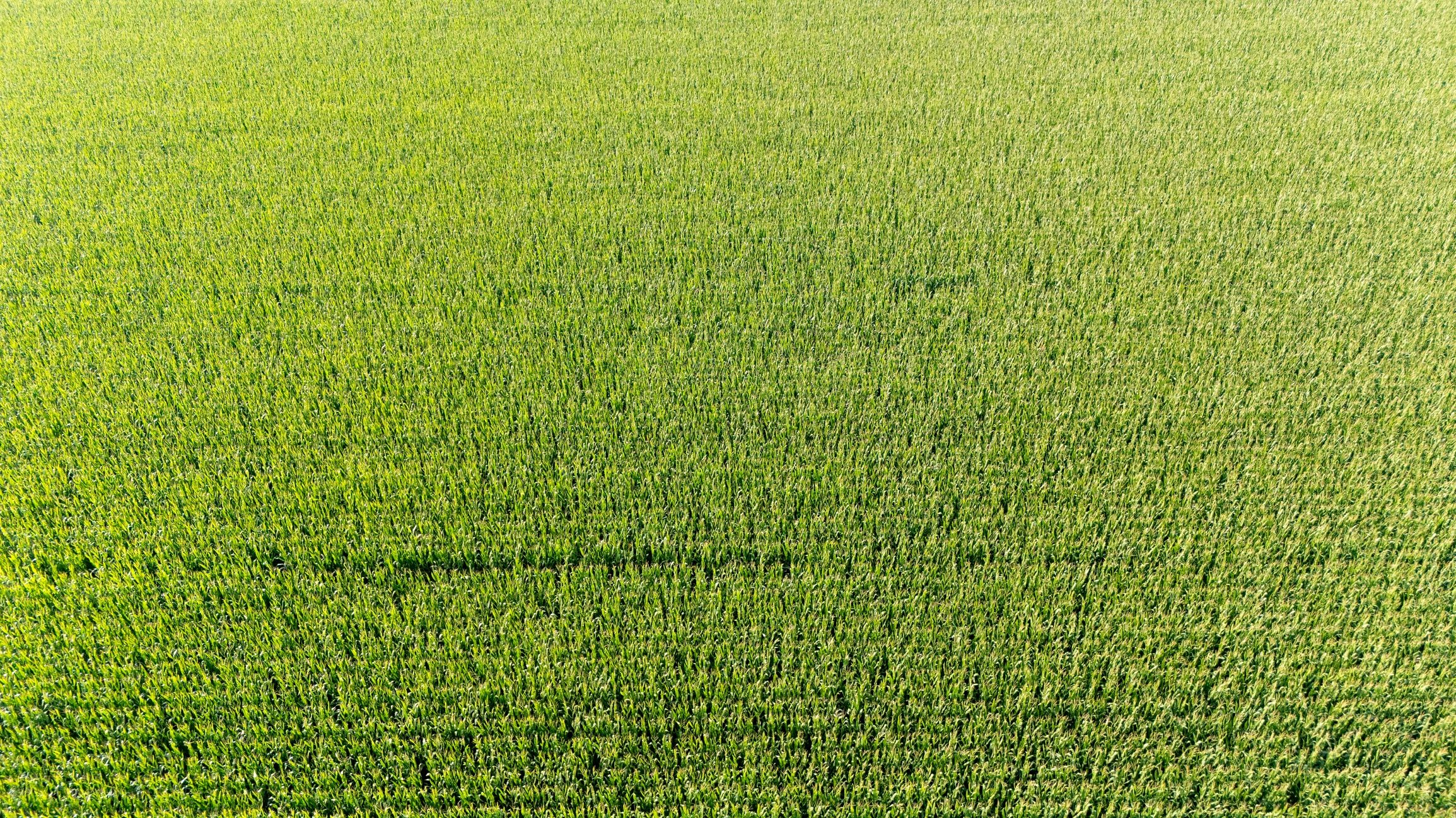 Aerial view of green cropland representing modern agribusiness